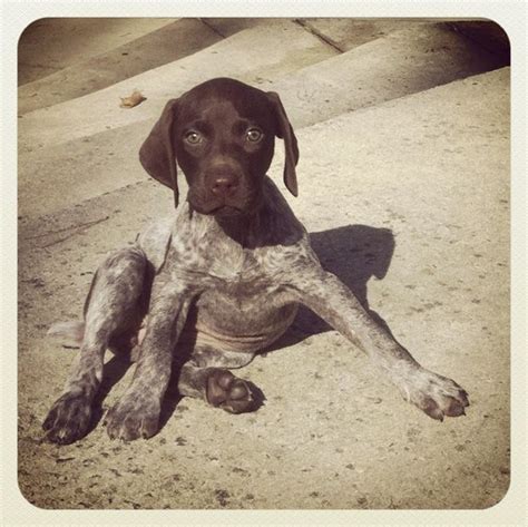 See more ideas about german shorthaired pointer, pointer puppies, german shorthaired pointer dog. Ballyhoo, a German shorthaired pointer from Monroe, North ...