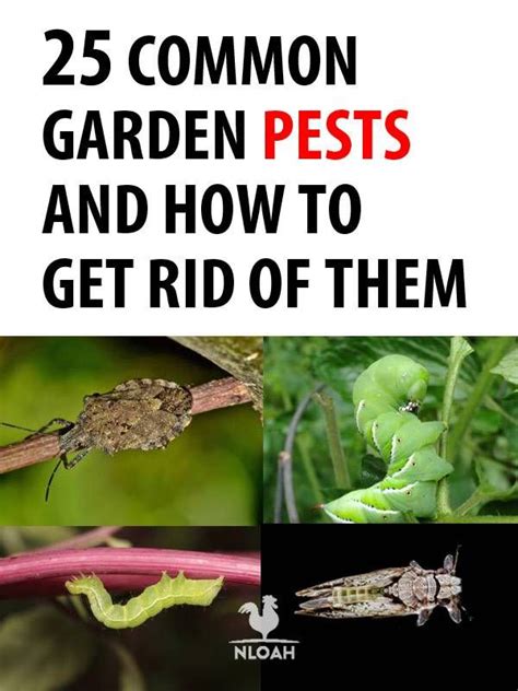 The Cover Of Common Garden Pests And How To Get Rid Of Them