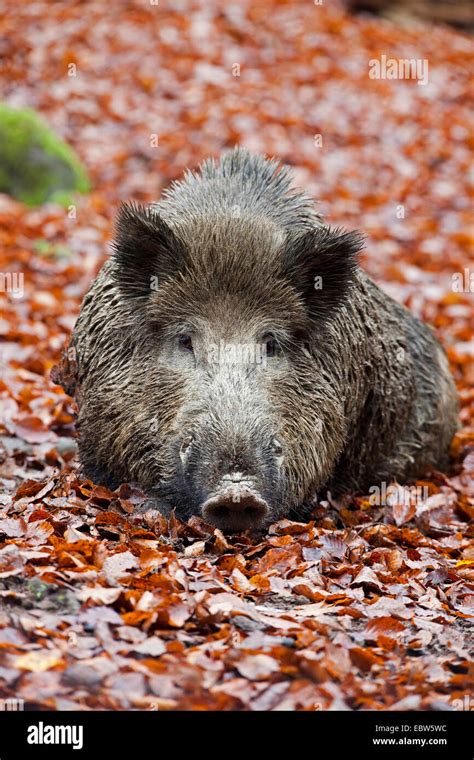 Lying Down Wild Boar Hi Res Stock Photography And Images Alamy