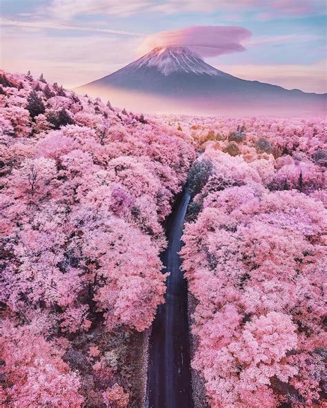 Kote On Twitter Nature Photography Cherry Blossom Japan Nature Aesthetic