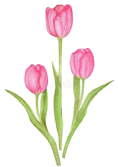 Three Tulips On A White Background Watercolor Botanical Illustration