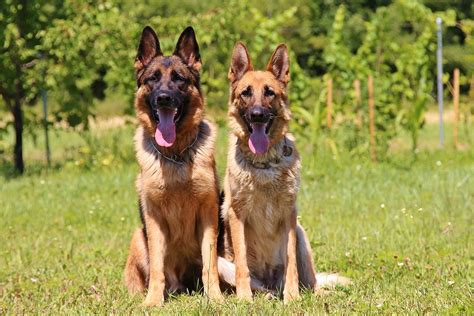 8 Reasons Why German Shepherds Are The Best Dogs Ever My Dogs Name