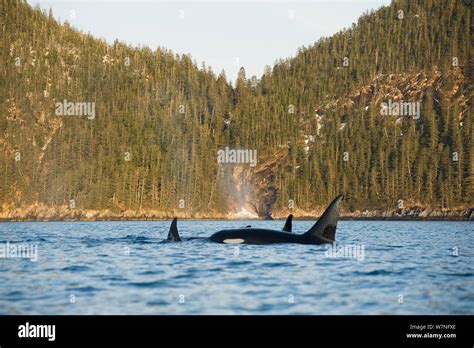 Killer Whale Orcas Orcinus Orca Pod In Resurrection Bay Kenai Fjords National Park Outside