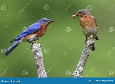 Pair Of Eastern Bluebirds Stock Photo Image Of Songbird 14443260