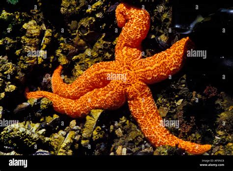 Ochre Sea Star Pisater Ochraceus Olympic Peninsula Washington Stock