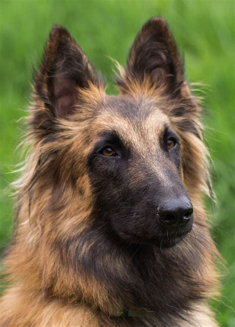 Belgian Dog Breeds Seven Amazing Pups That Come From Belgium