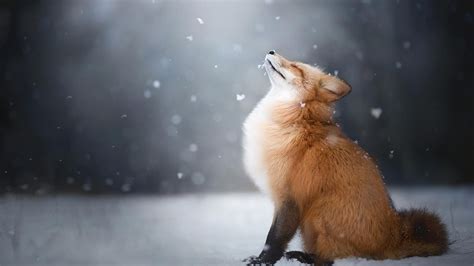 Red Fox Fox Landscape Animals Hd Wallpaper Wallpaper Flare