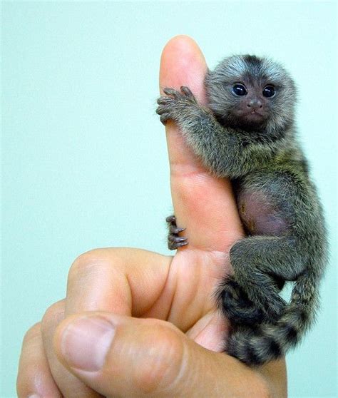 Baby Pygmy Marmoset Monkey Size For Adoption Primates Park