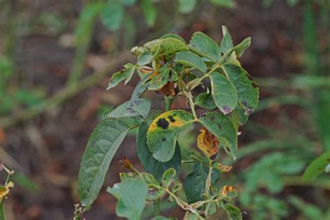 Plant Disease Fungal Leaves Spot Disease On Roses Causes The Damage On