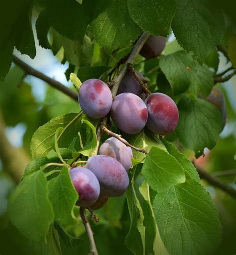 Best Fruit Trees And Nuts To Grow In Zone 5 Through Zone 9