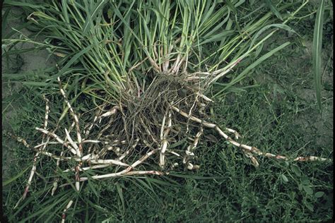 Johnson Grass Roots