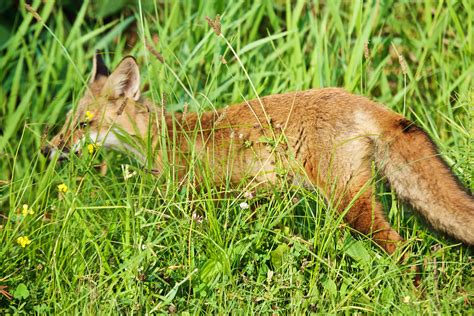 Red Fox Hunting In Late Spring Great Swamp National Wildli Flickr