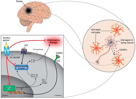Ijms Free Full Text Innate Immunity And Inflammation Post Stroke