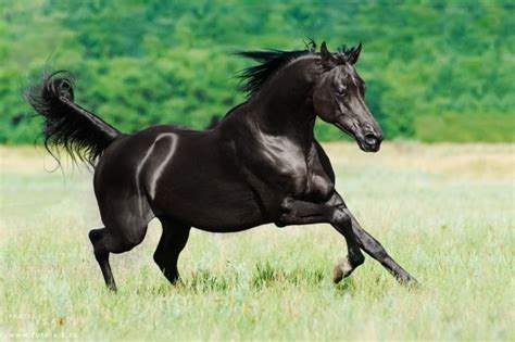 Black Arabian Horse Stallion Photorator