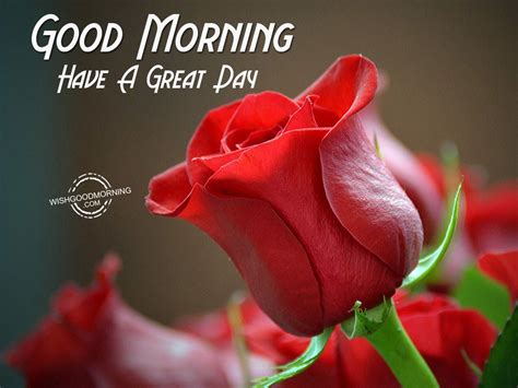 An Amazing Collection Of Full 4k Good Morning Have A Nice Day Images