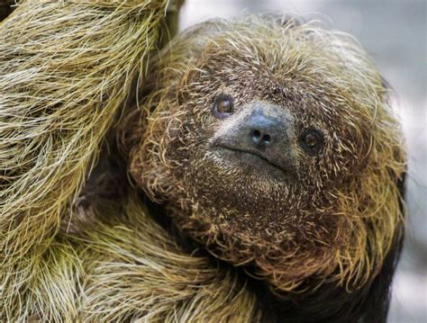 Top Sloth Blogs From 2021 The Sloth Conservation Foundation