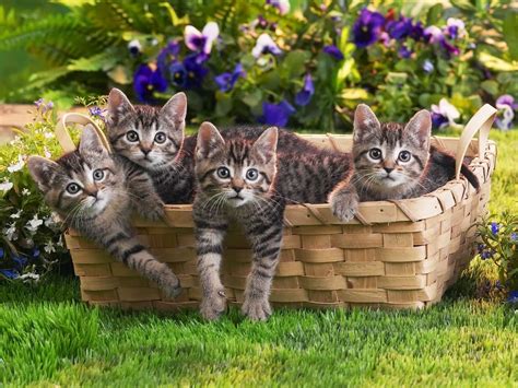 A Basket Of Kittens Reyebleach