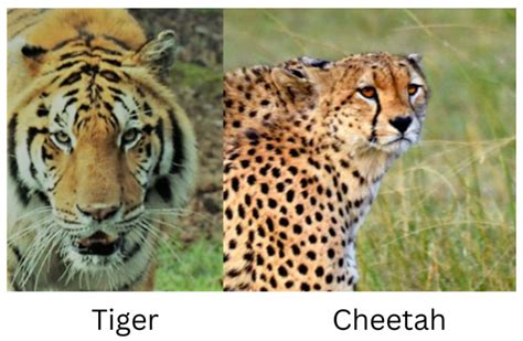 Differences Between Tiger Cheetah Leopard And Jaguar Justagric