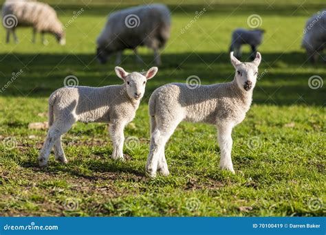 Spring Lambs Baby Sheep In A Field Stock Image Image Of Looking
