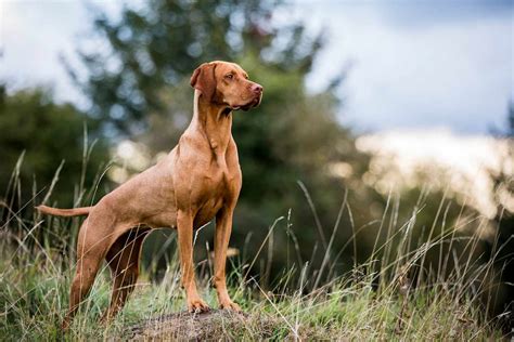 13 Hunting Dog Breeds Fit To Be Your Next Adventure Companion Daily Paws