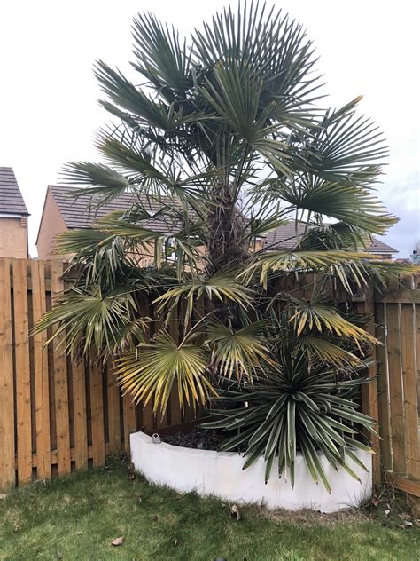 Buy trachycarpus palm trees and get the best deals at the lowest prices on ebay! Trachycarpus fortunei 'Palm tree' — BBC Gardeners' World ...