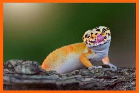 Caring For A Leopard Gecko Top Pets World