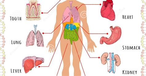 Body Parts Diagram 10 Human Body Systems Labeled Diagram