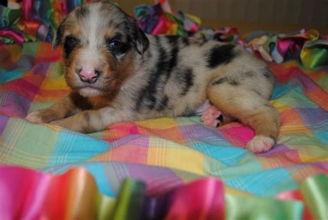 Shamrock Rose Aussies Exciting News Summer Litters