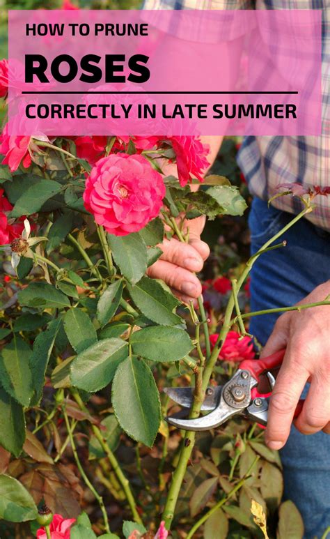How To Prune Roses Correctly In Late Summer Pruning Roses Prune