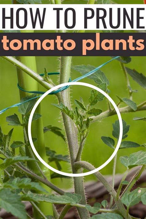How To Prune Tomato Plants A Simple Straightforward Guide In 2021