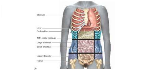 Four abdominal quadrants and nine abdominal regions in anatomy and physiology, you'll learn how to divide the abdomen into nine different regions and four. Surface Anatomy - Unity Companies - RR School Of Nursing