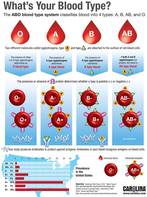 Abo And Rh Blood Type Test Blood Type Info