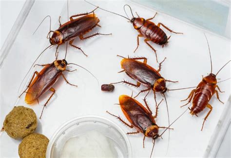 18 Most Common House Bugs In America