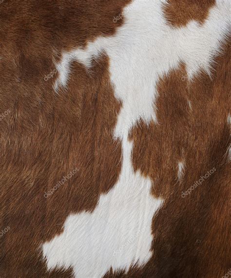 Cow Texture ⬇ Stock Photo Image By © Stocksnapper 4141112