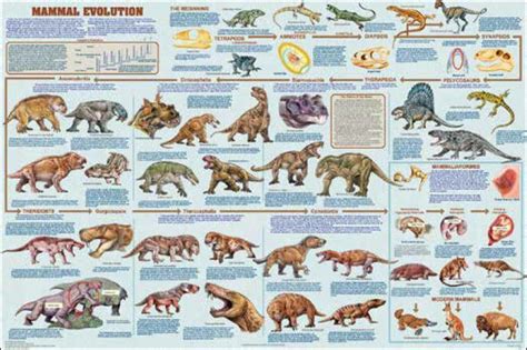 Evolution Of Mammals Alchetron The Free Social Encyclopedia
