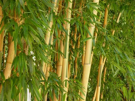 Le chaume de bambou une tige légère et résistante Dossier