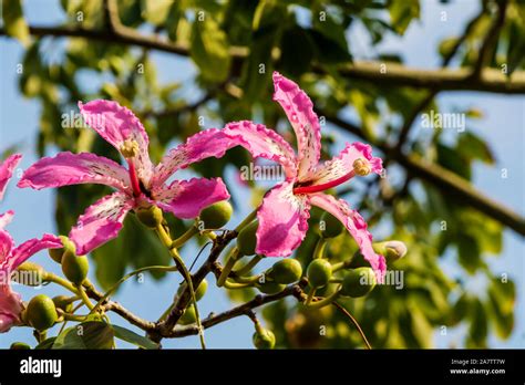 Pink Flowers Of The Silk Floss Tree Ceiba Speciosa Formerly Chorisia