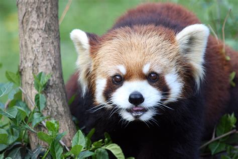 Red Panda Cincinnati Zoo And Botanical Garden