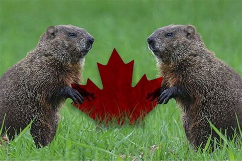 National Animal Of Canada Images Canadaal