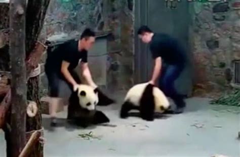 Video Of Handlers Abusing Panda Cubs In China Sparks Outrage