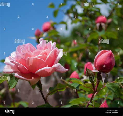 Pink Rose And Rosebud Stock Photo Alamy