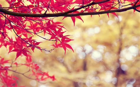 Wallpaper 2560x1600 Px Branch Depth Of Field Nature Red Trees