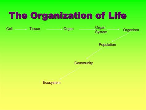 Ppt The Organization Of Life Powerpoint Presentation Free Download