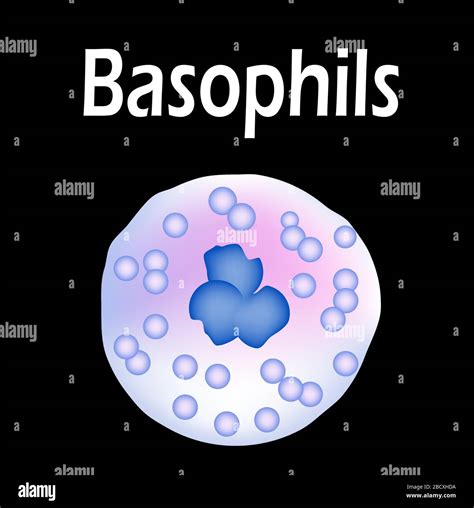Basophils Structure Basophils Blood Cells White Blood Cells