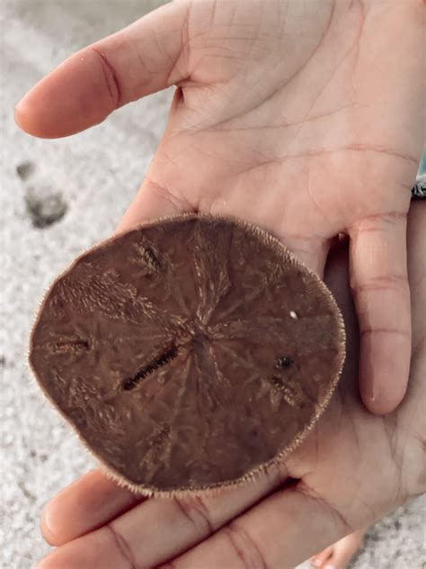 How To Clean And Preserve Sand Dollars • Hey Its Jenna