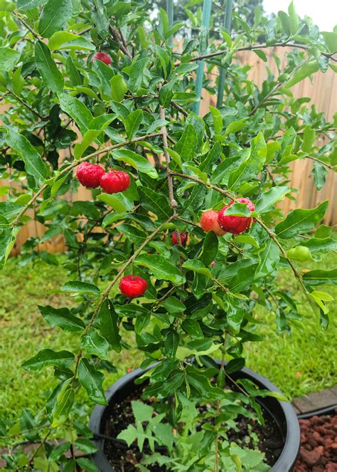 With Extra Care Gardeners Can Enjoy Barbados Cherry Mississippi