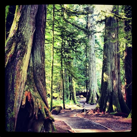 Cathedral Grove Vancouver Island I Think Its Time To Go Back It