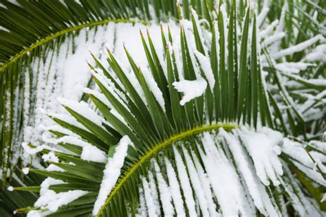 Palm Tree Snow Stock Photos Pictures And Royalty Free Images Istock