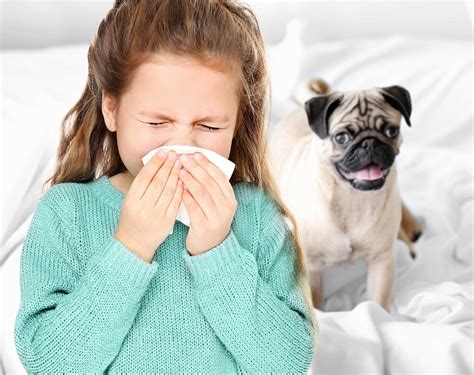 Pet Allergies How To Cope Out With Them Airfree