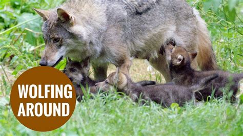 Cute Little Of Five Newborn Wolf Cubs Youtube